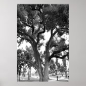 Poster Arbre noir et blanc (Devant)