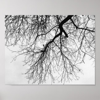 Poster Arbre Noir et blanc
