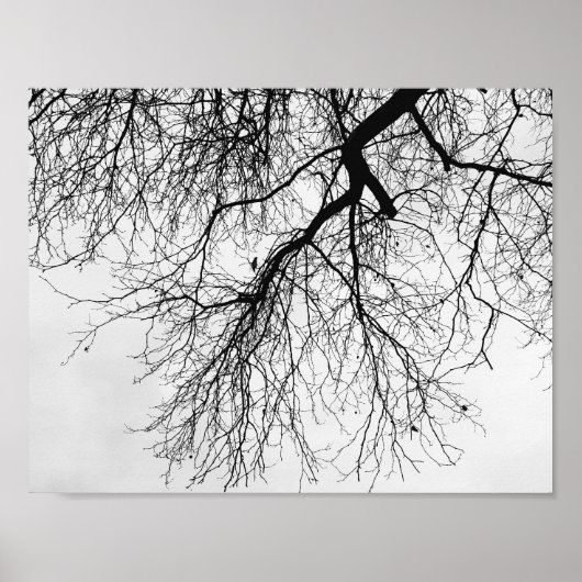 Poster Arbre Noir et blanc (Devant)