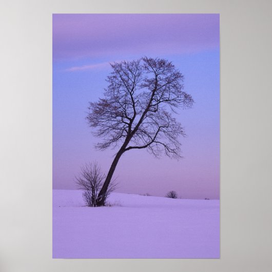 Poster Arbre penché dans un champ enneigé ; Comté de Chip (Devant)