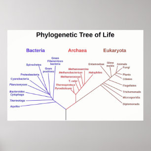 Poster Arbre phylogénétique