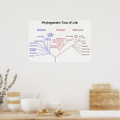 Poster Arbre phylogénétique (Cuisine)