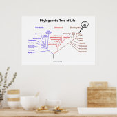 Poster Arbre Phylogénétique De La Vie Vous Êtes Ici (Cuisine)