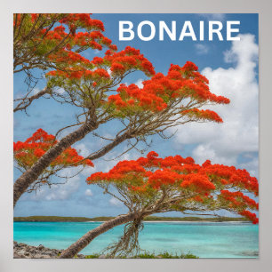 Poster Arbre Poinciana à bonaire magnifique