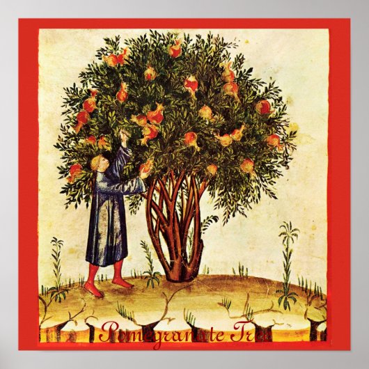 POSTER ARBRE POMÉGRANÉ ANTIQUE (Devant)