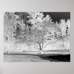 Poster Arbre pomme - B&W