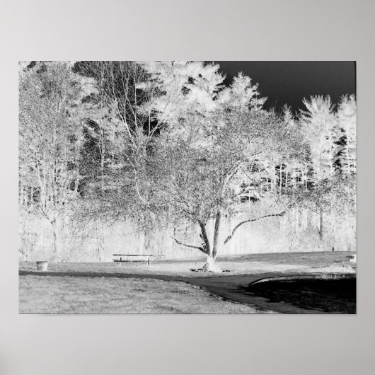 Poster Arbre pomme - B&W (Devant)