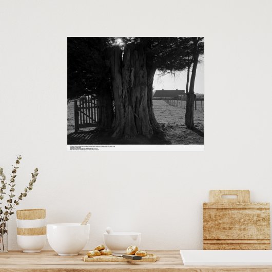 Poster Arbre, porte et grange éloignée, mars 1962 (Cuisine)