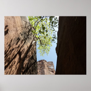 Poster Arbre poussant entre les rochers à Zion National P