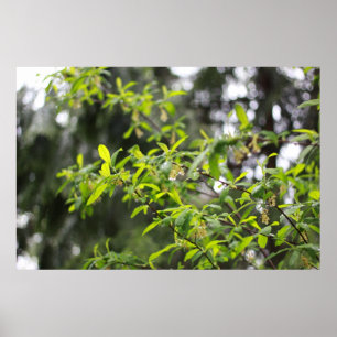 Poster arbre printanier sous la pluie