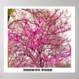 POSTER ARBRE REDBUT