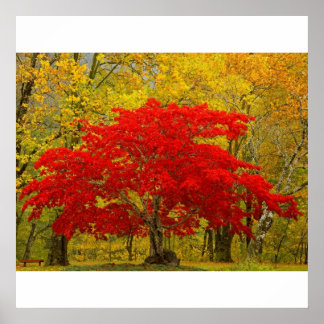 Poster Arbre rouge