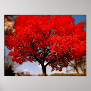 Poster Arbre rouge avec nuages