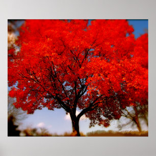 Poster Arbre rouge avec nuages