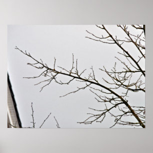 Poster Arbre sans feuilles contre ciel nuageux