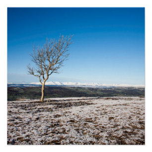 Poster Arbre Scout Scar Old Man de Coniston arrière-plan