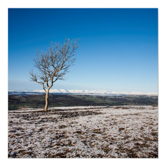 Poster Arbre Scout Scar Old Man de Coniston arrière-plan (Devant)