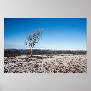 Poster Arbre Scout Scar Vieux homme de Coniston arrière -