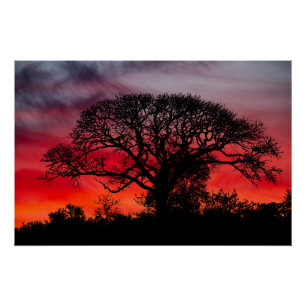 Poster Arbre silhouette contre ciel rouge