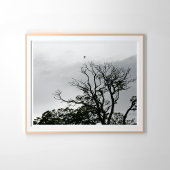 Poster Arbre Silhouette Powerscourt Gardens Photographie