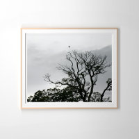 Arbre Silhouette Powerscourt Gardens Photographie