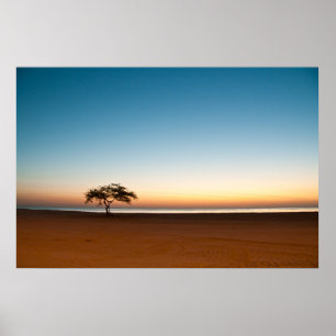 Poster Arbre solitaire au lever du soleil au Koweït