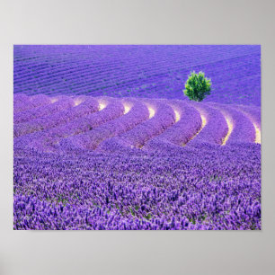 Poster Arbre solitaire dans le champ de lavande, France