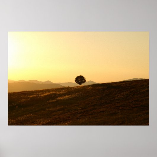 Poster Arbre solitaire dans un champ (Devant)