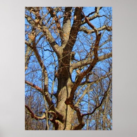 Poster Arbre solitaire en hiver (Devant)