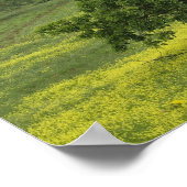 Poster Arbre unique en champ agricole, Toscane, (Coin)