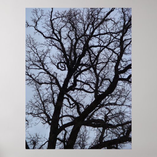 Poster Arbre vampire (Devant)