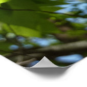 Poster Arbre vert Feuille à bouleau printanier (Coin)