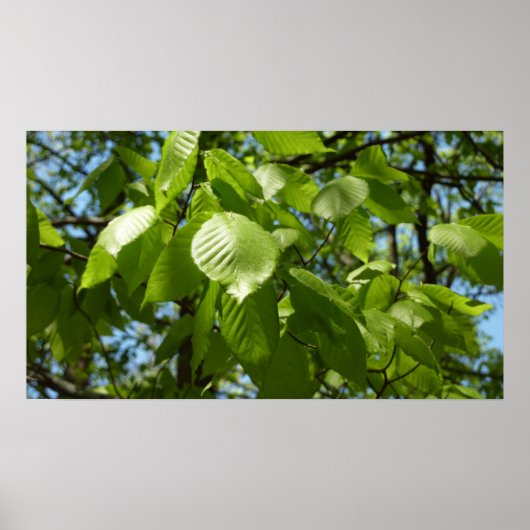 Poster Arbre vert Feuille à bouleau printanier (Devant)