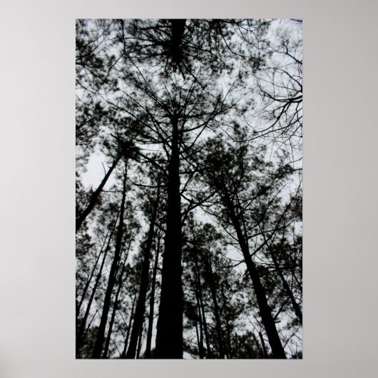 Poster Arbres (Devant)