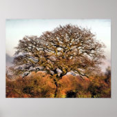 POSTER ARBRES (Devant)