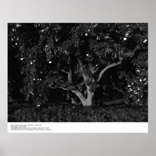 Poster Arbres à agrumes au lever du soleil, janvier 1966,