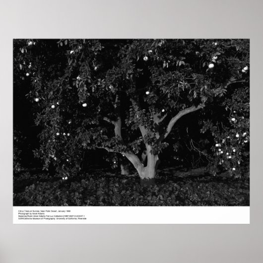 Poster Arbres à agrumes au lever du soleil, janvier 1966, (Devant)