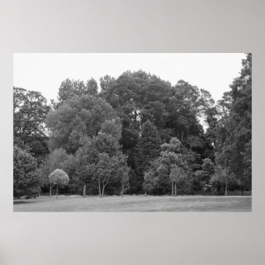 Poster Arbres à Bute Park, Cardiff - BW (Devant)