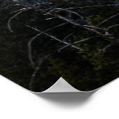 POSTER ARBRES À FEUILLAGE PERSISTANT VERTS SOUS UN CIEL N (Coin)