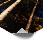 Poster Arbres à Flagstaff, Arizona (San Francisco Peaks) (Coin)