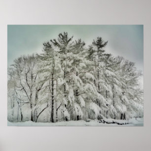 Poster Arbres à neige HDR