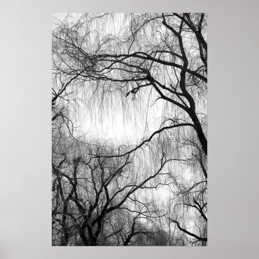Poster Arbres à saules pleurs Silhouette noire et blanche (Devant)