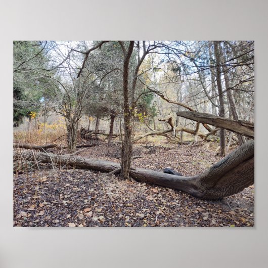 Poster Arbres abattus (Devant)