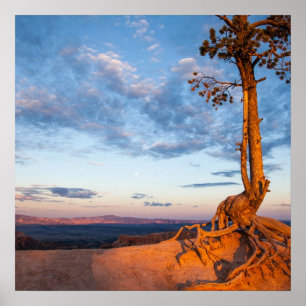 Poster Arbres accrochés à Ledge, Parc national du canyon
