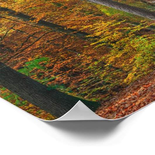 Poster Arbres avec feuillage d'automne dans une forêt (Coin)
