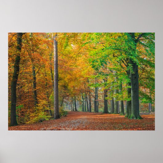 Poster Arbres avec feuillage d'automne dans une forêt (Devant)
