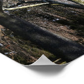 Poster Arbres blancs (Coin)