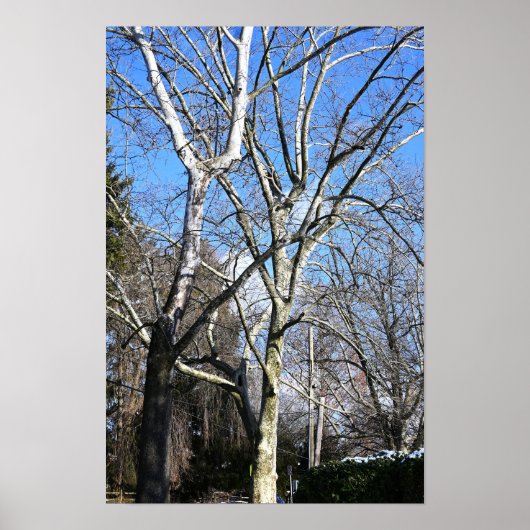 Poster Arbres blancs (Devant)