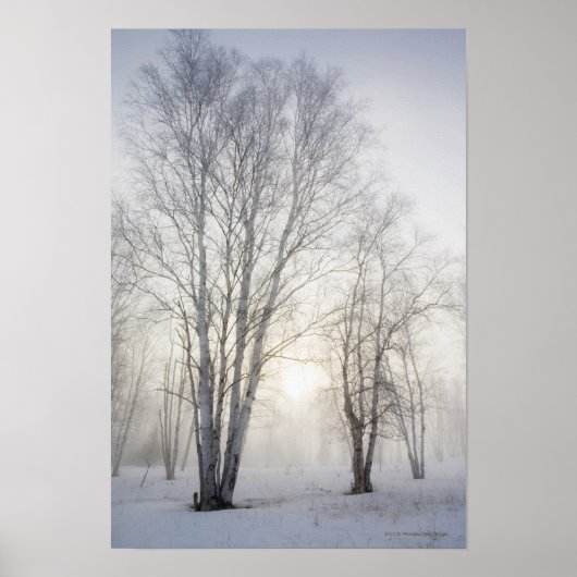 Poster Arbres blancs en un jour de neige (Devant)