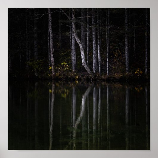 Poster Arbres blancs se reflétant dans le lac (Devant)